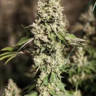 Z Cut RBX2 Feminized Seeds