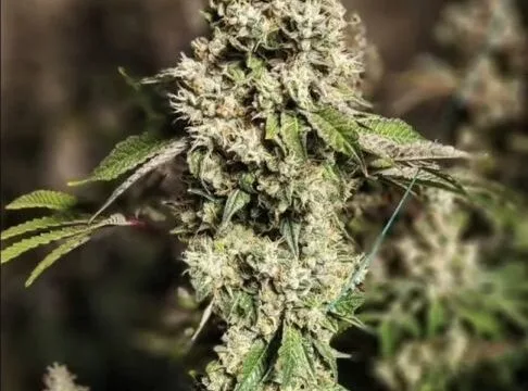 Z Cut RBX2 Feminized Seeds