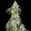 Big Fat N' Fruity Feminized Seeds