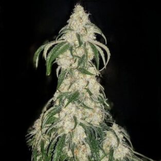 Big Fat N' Fruity Feminized Seeds