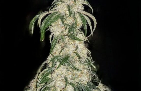 Big Fat N' Fruity Feminized Seeds
