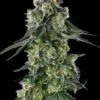 Afters Feminized Seeds