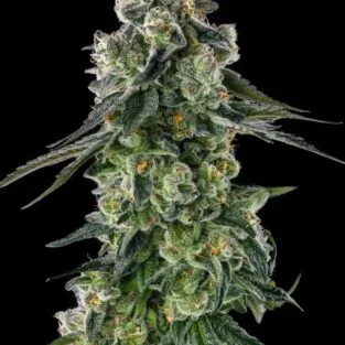 Kinnabis 5 Afters Feminized Seeds