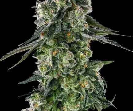 Afters Feminized Seeds