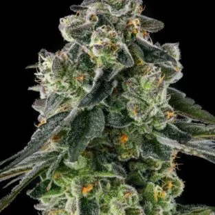 Afters Feminized Seeds 1