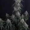 GMO Auto Feminized Seeds