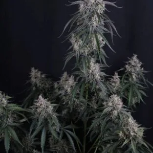 Kinnabis 5 GMO Auto Feminized Seeds