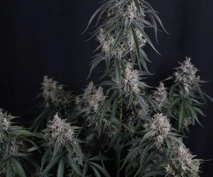 GMO Auto Feminized Seeds