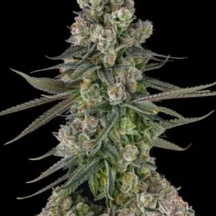 Glue Lotus Feminized Seeds by Compound Genetics displaying frosty resin-covered cannabis buds with cherry candy and fuel terpene profile.
