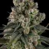 Glue Lotus Feminized Seeds by Compound Genetics displaying frosty resin-covered cannabis buds with cherry candy and fuel terpene profile.