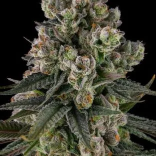 Glue Lotus Feminized Seeds by Compound Genetics displaying frosty resin-covered cannabis buds with cherry candy and fuel terpene profile.