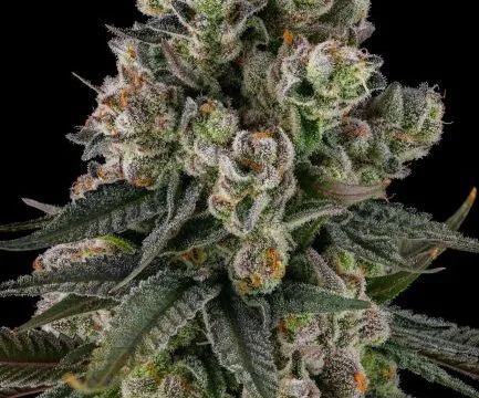 Glue Lotus Feminized Seeds by Compound Genetics displaying frosty resin-covered cannabis buds with cherry candy and fuel terpene profile.