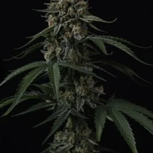 Banana Cherry Cookies Auto Feminized Seeds