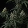 Banana Cherry Cookies Auto Feminized Seeds