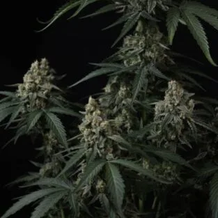 Banana Cherry Cookies Auto Feminized Seeds