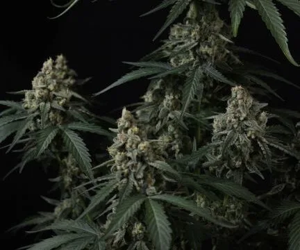 Banana Cherry Cookies Auto Feminized Seeds
