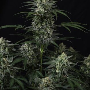 Banana Frost Auto Feminized Seeds
