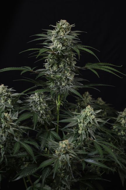 Banana Frost Auto Feminized Seeds 5 Banana Frost Auto Feminized Seeds - Image 2