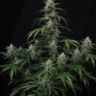 Kinnabis 5 Banana Frost Auto Feminized Seeds