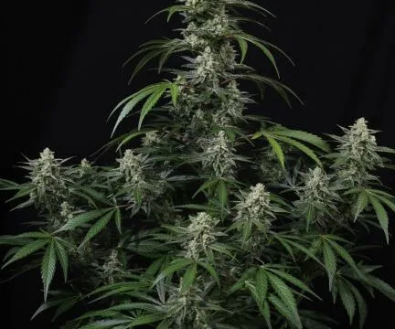 Banana Frost Auto Feminized Seeds