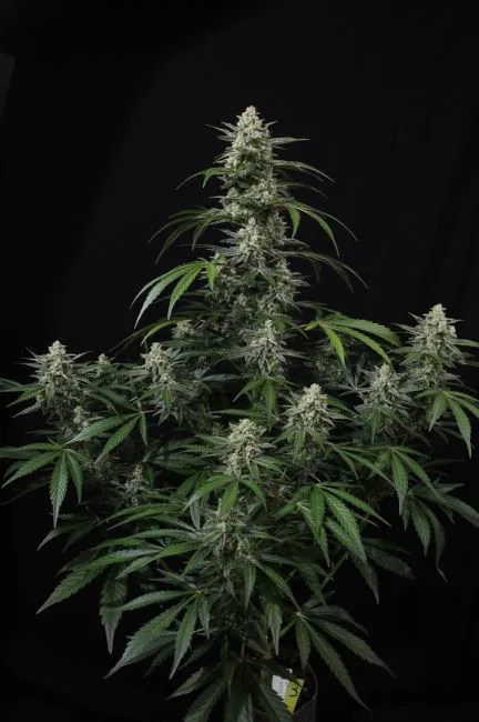 Banana Frost Auto Feminized Seeds 4 Banana Frost Auto Feminized Seeds