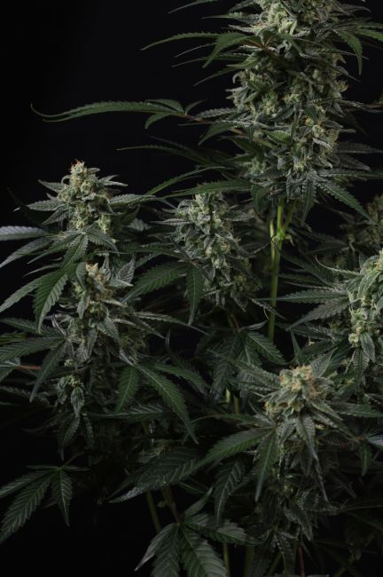 Banana Frost Auto Feminized Seeds 6 Banana Frost Auto Feminized Seeds - Image 3