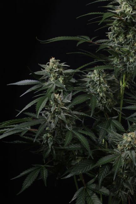 Banana Frost Auto Feminized Seeds 7 Banana Frost Auto Feminized Seeds - Image 4