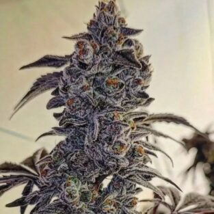 Fuego'z R1 Feminized Seeds