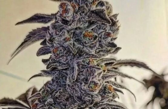 Fuego'z R1 Feminized Seeds
