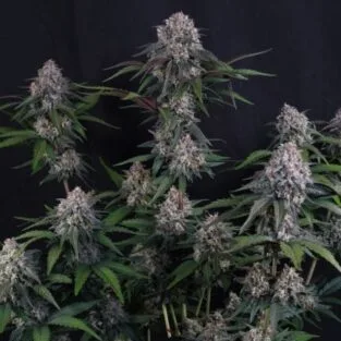 Lemon Cherry Sundae Auto Feminized