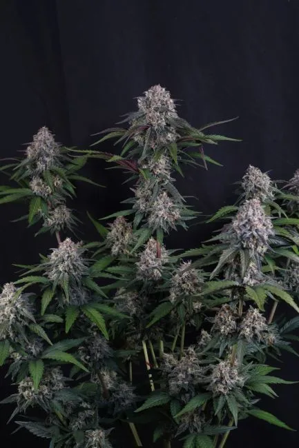 Lemon Cherry Sundae Auto Feminized Seeds 5 Lemon Cherry Sundae Auto Feminized Seeds - Image 2