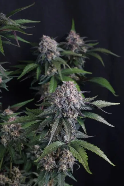 Lemon Cherry Sundae Auto Feminized Seeds 6 Lemon Cherry Sundae Auto Feminized Seeds