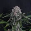 Lemon Cherry Sundae Auto Feminized Seeds 2 Lemon Cherry Sundae Auto Feminized Seeds