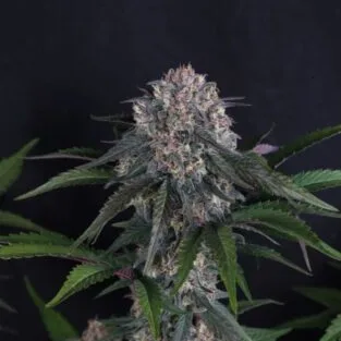 Kinnabis 1 Lemon Cherry Sundae Auto Feminized Seeds