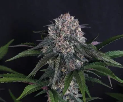Lemon Cherry Sundae Auto Feminized Seeds