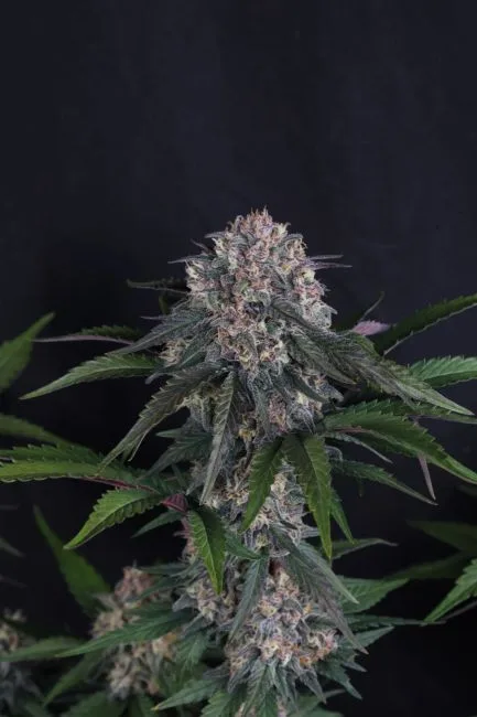 Lemon Cherry Sundae Auto Feminized Seeds 4 Lemon Cherry Sundae Auto Feminized Seeds