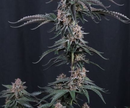 Mendo Cherry Cookies Auto Feminized Seeds