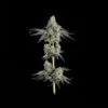 Garlic Knots Feminized Seeds