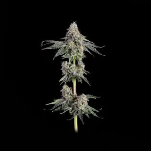 Garlic Knots Feminized Seeds