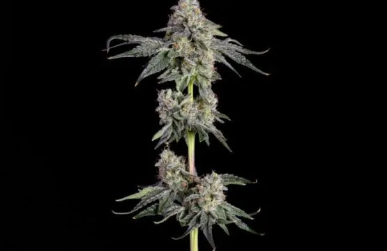 Garlic Knots Feminized Seeds