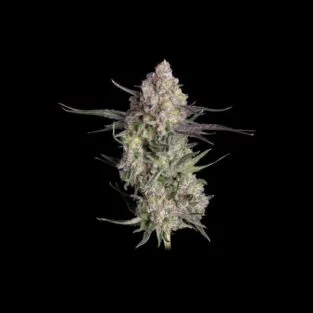 Garlic Knots Feminized Seeds