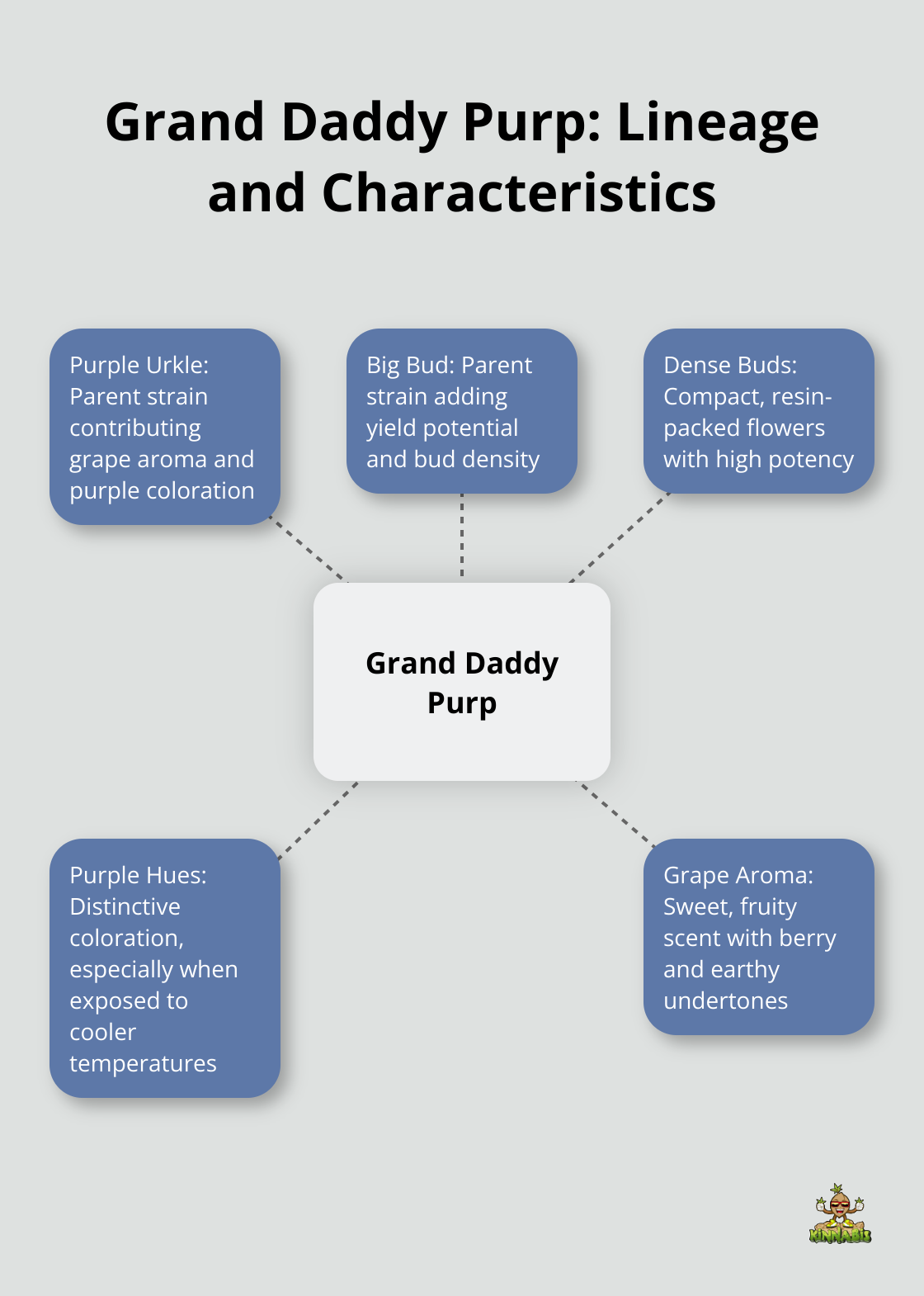 Hub and spoke chart showing Grand Daddy Purp at the center, connected to Purple Urkle, Big Bud, Dense Buds, Purple Hues, and Grape Aroma - Grand daddy purp strain reviews