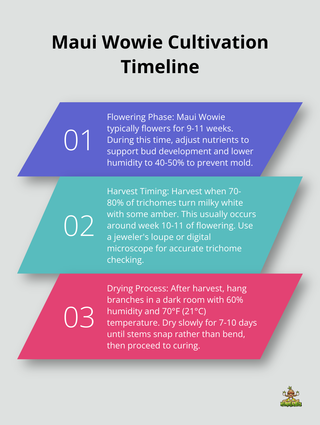 Ordered list chart showing three key stages in Maui Wowie cultivation: flowering duration, harvest timing, and drying process