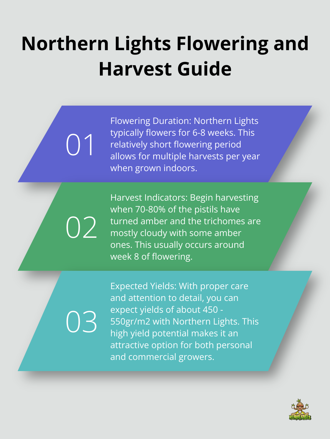 Ordered list chart showing key points about Northern Lights flowering duration, harvest indicators, and expected yields - northern lights strain grow info
