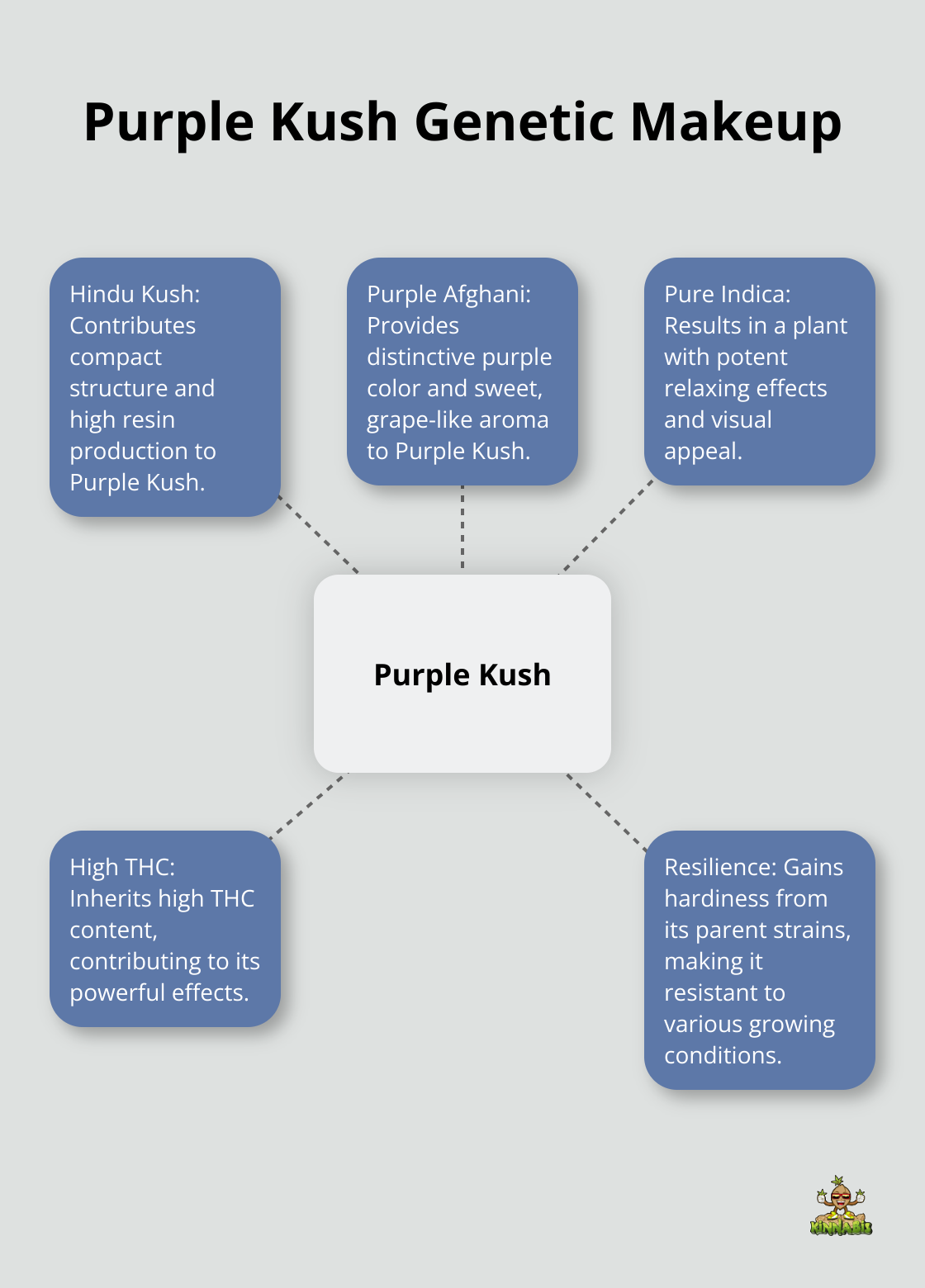 Hub and spoke chart showing Purple Kush's genetic traits inherited from Hindu Kush and Purple Afghani - purple kush strain info