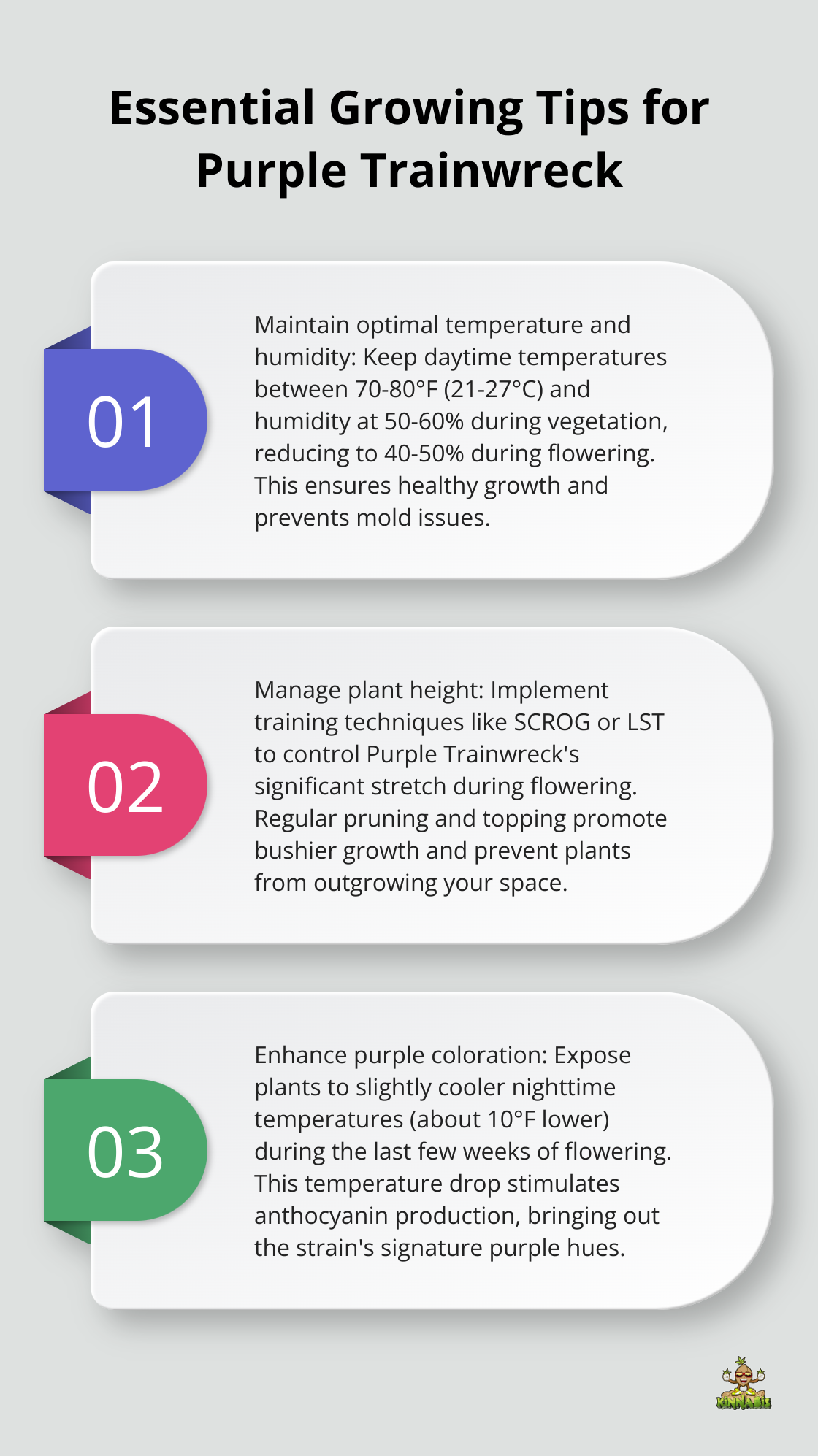 Ordered list chart presenting three key tips for growing Purple Trainwreck successfully