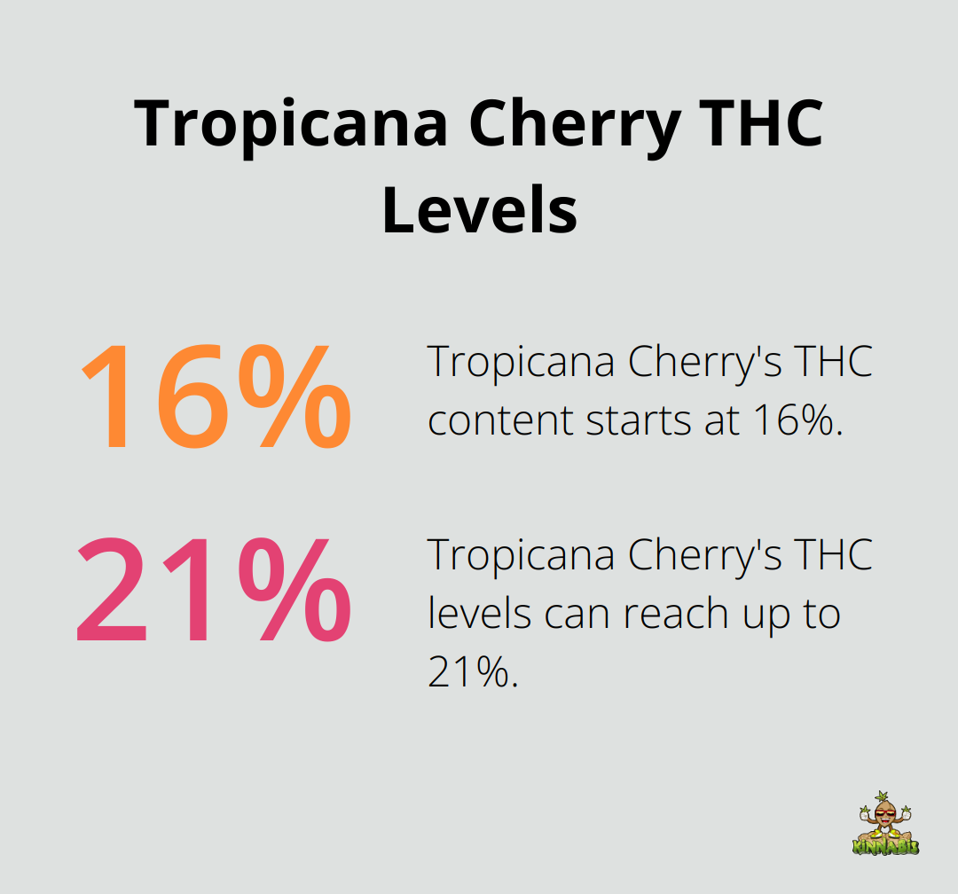 Chart showing Tropicana Cherry THC levels ranging from 16% to 21%