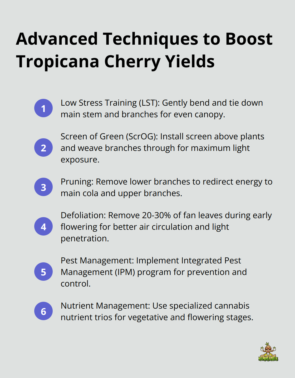 Ordered list of six advanced techniques for maximizing Tropicana Cherry yields - tropicana cherry strain info